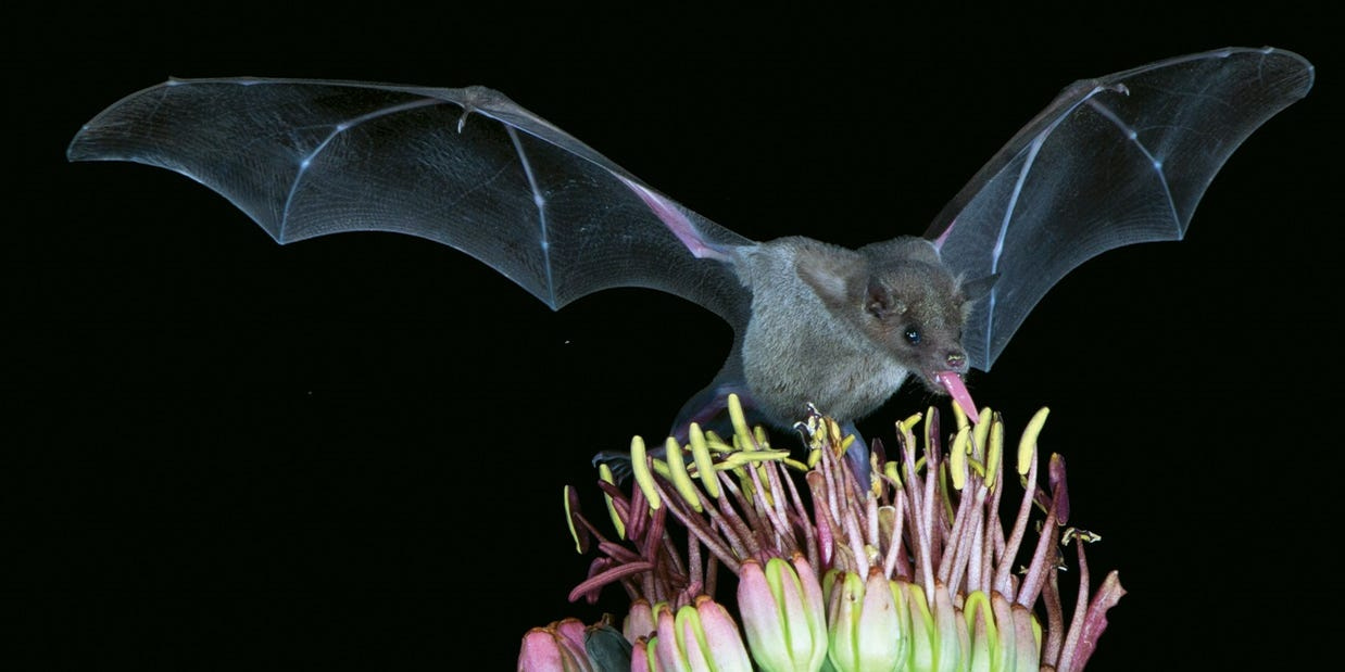 Lesser long-nosed bat may get off the endangered species list thanks to  hummingbird feeders devised by Arizona biologist.