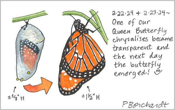 Detail from Perpetual Journal, week of Feb. 19-25: Queen Butterfly as a Chrysalis and after Emerging as a Butterfly (2024)