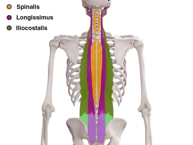 Erector Spinae Muscle Anatomy - Bodyworks Prime