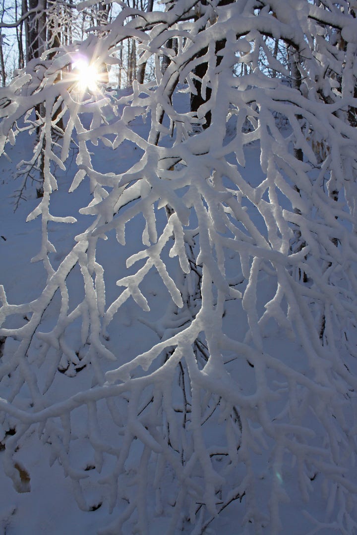 Photo of the sun coming through tree branches covered with snow