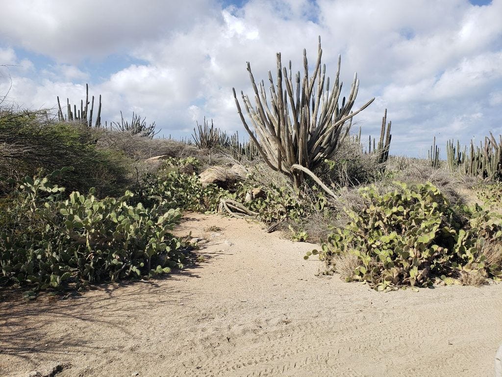 Cacti seen on an Aruba jeep tour
