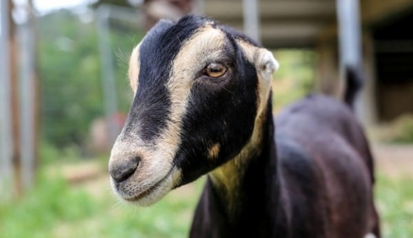 One of our Lamancha goats with gopher ears