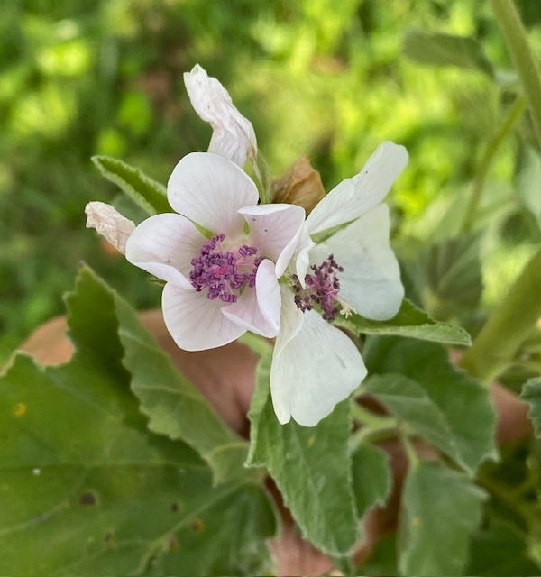 Flowers of Marshmallow