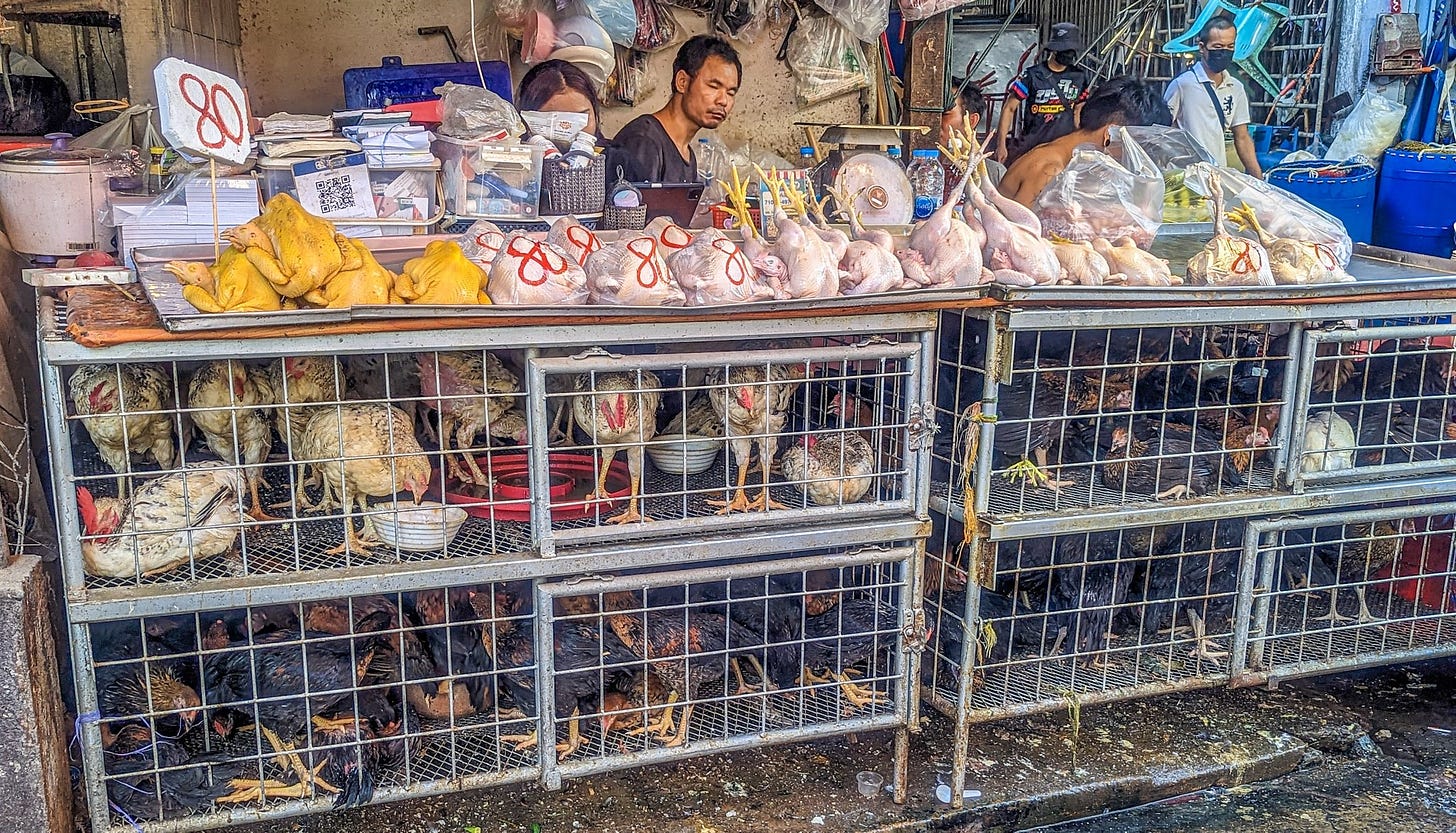 Butchered chickens rest on top of chickens in wire cages. 