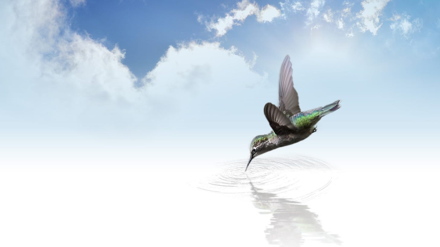 #Cuento La fábula del colibrí (guaraní) - Imagen Pixabay