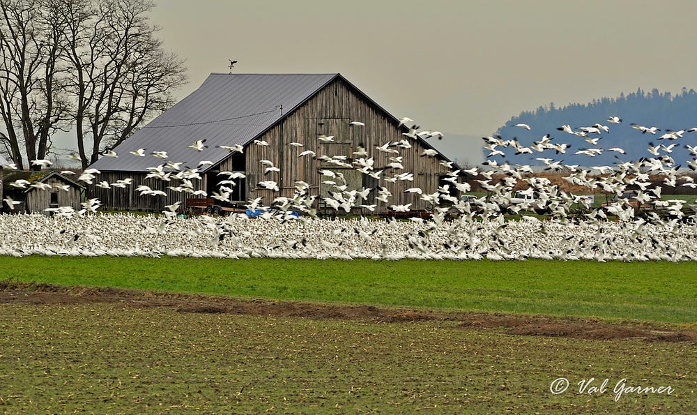 snow geese in Skagit County Washington