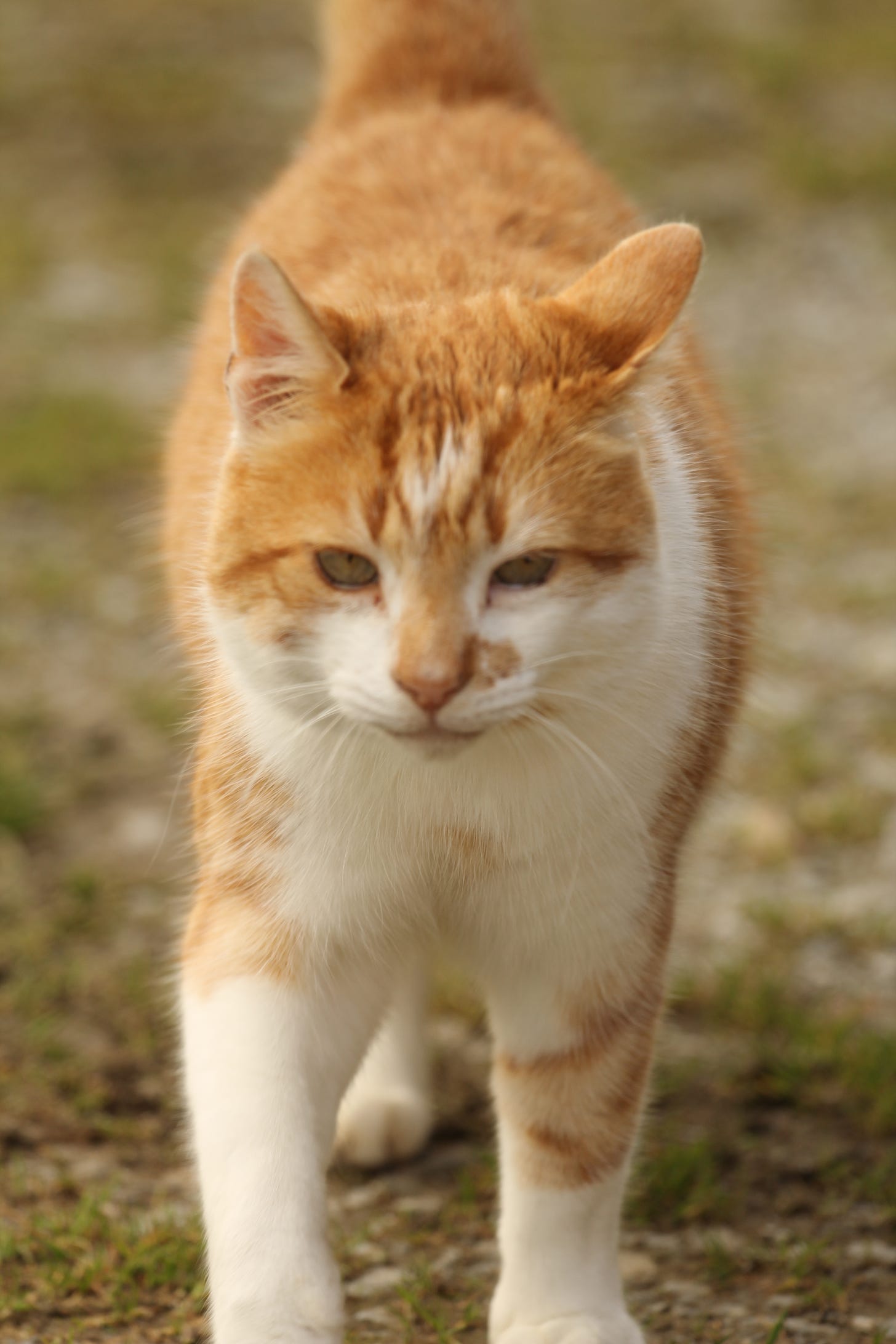 Photograph of a ginger tabby cat, strutting towards the camera.