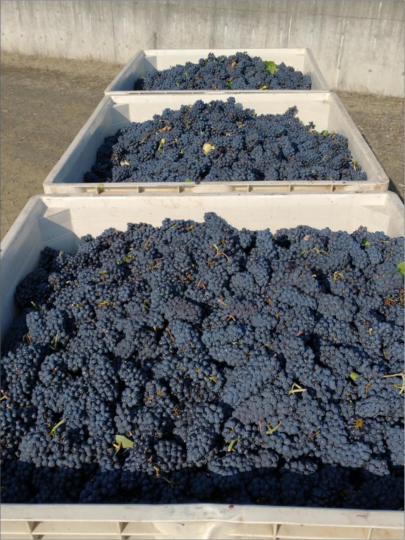 Freshly harvested Pinot Noir, Amalie Robert Estate, Vintage 2023.