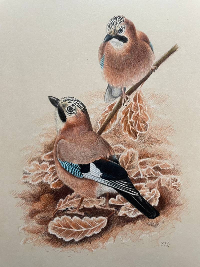 Colour pencil drawing of two jays amongst oak leaves
