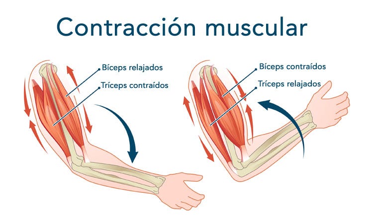 Qué es la contracción muscular? Resuelve tus dudas - Inovafit