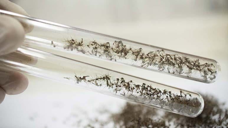 updates on the gmo mosquito release