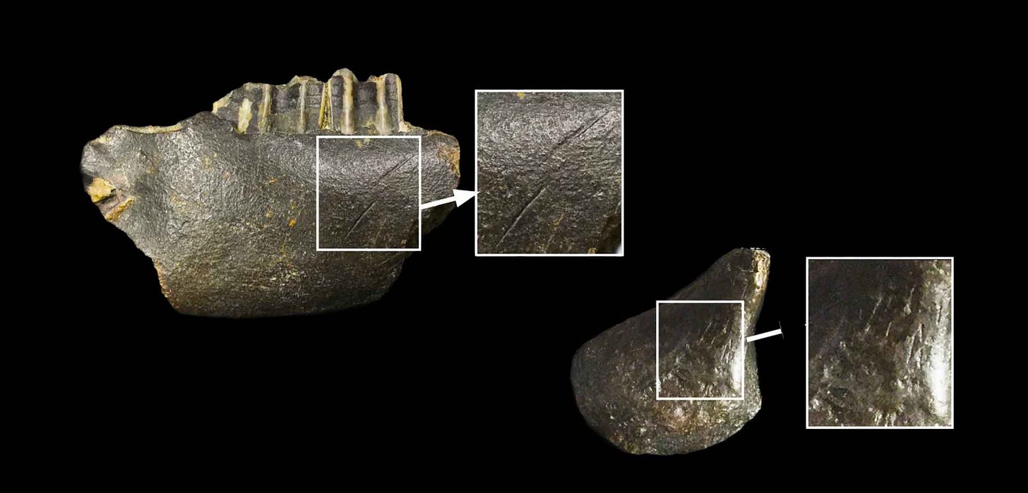 Animal bones from Madura Strait fossil collection. Left: a jaw of an extinct bovid with linear cutmarks. Right: a rib from a turtle, with cutmark Animal bones from Madura Strait fossil collection. Left: a jaw of an extinct bovid with linear cutmarks. Right: a rib from a turtle, with cutmark