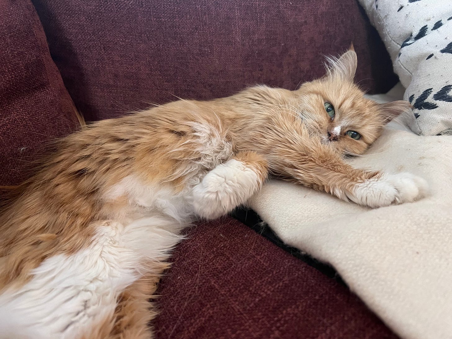 A long-haired orange cat with a white tummy lays on a burgundy couch and rests her head on a white blanket