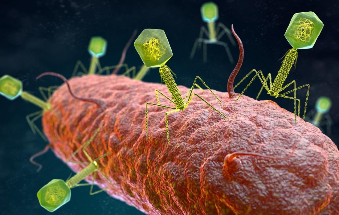 Introducing 'good' viruses: The bacteriophage