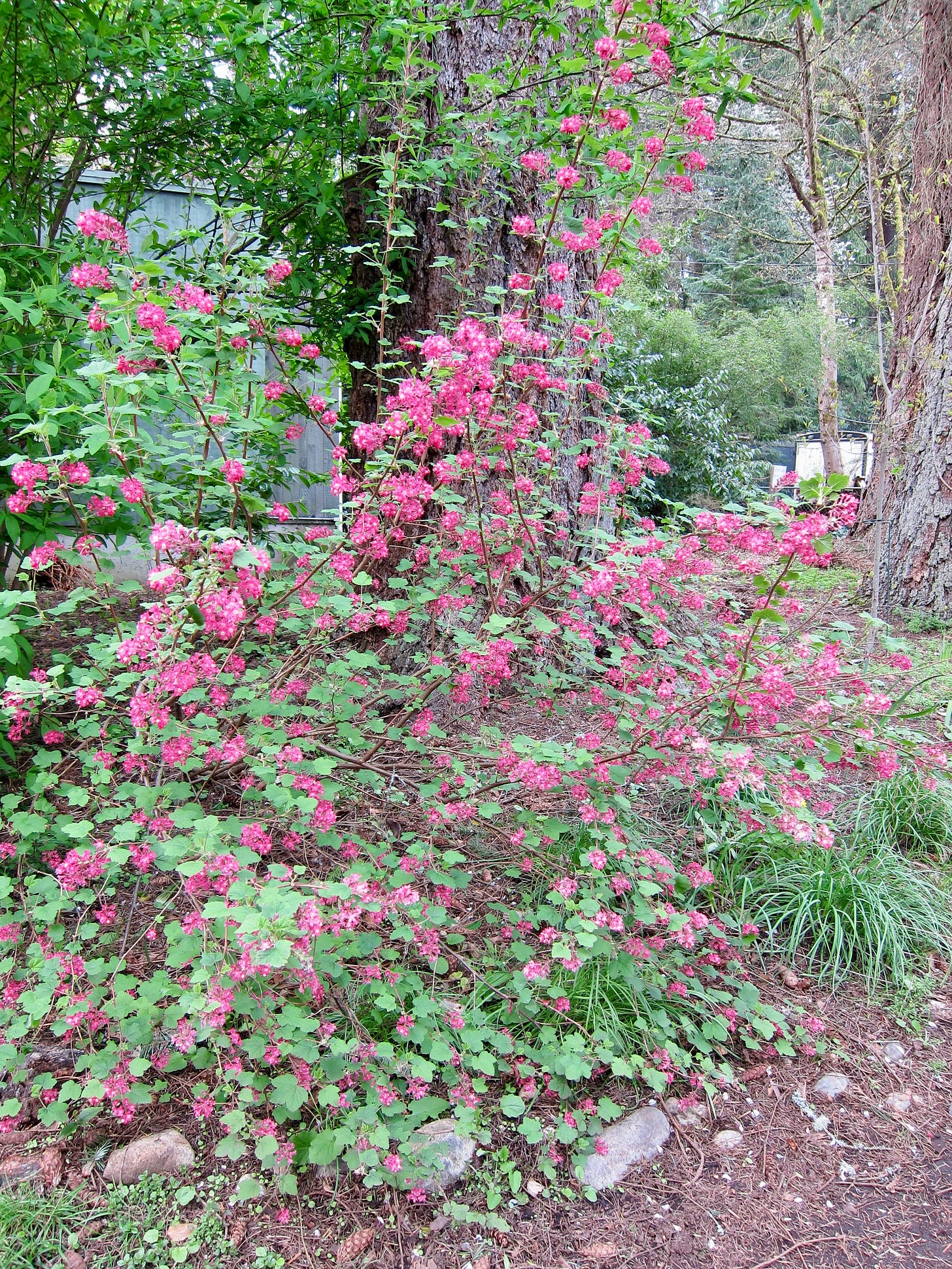 An understory plant, a flowering current shrub covered in clusters of rosey pink blooms underneath evergreen trees.