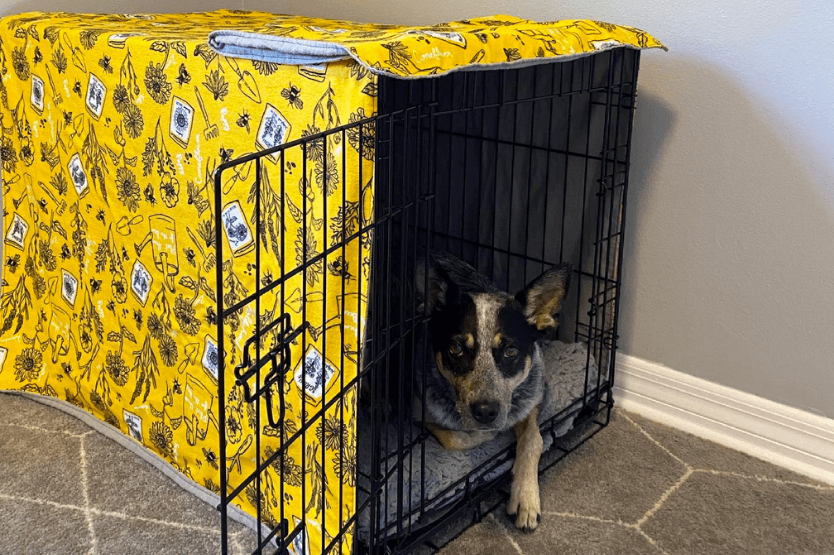 Scout the Australian cattle dog lies just inside her dog crate, which is covered with a yellow floral crate cover