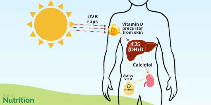 Vitamin D: A Guide to the Benefits | Ideal Nutrition