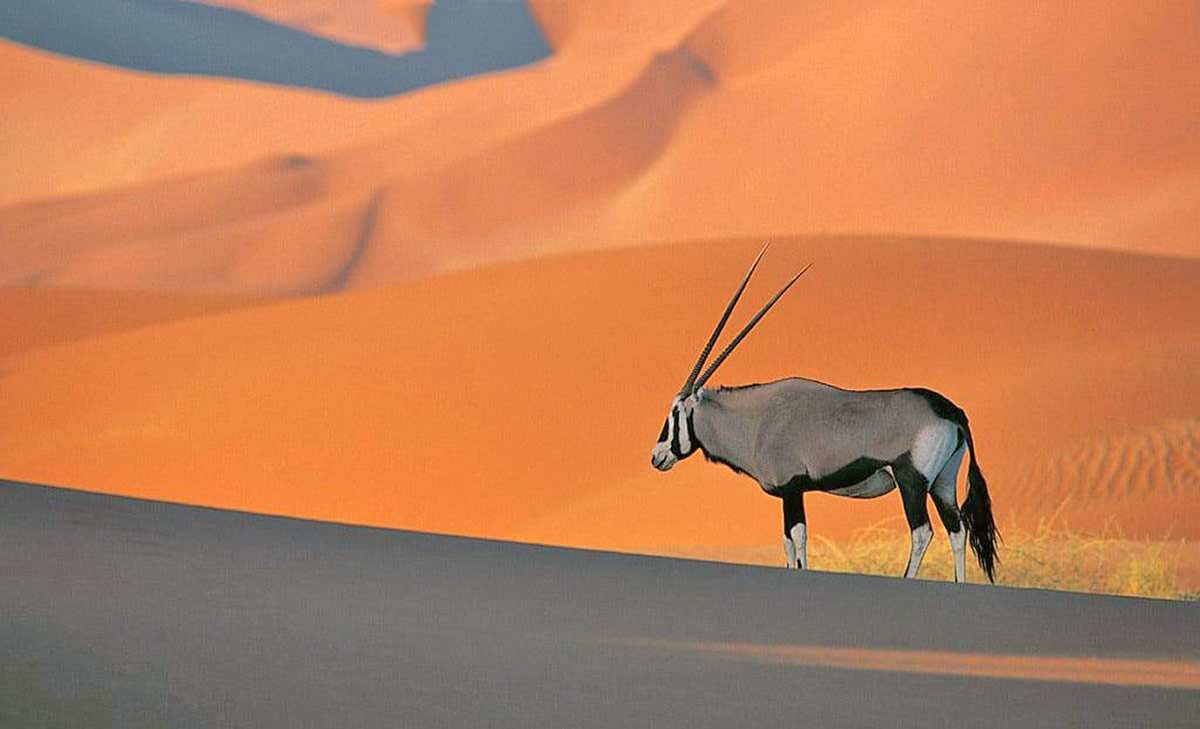 oryx namib desert