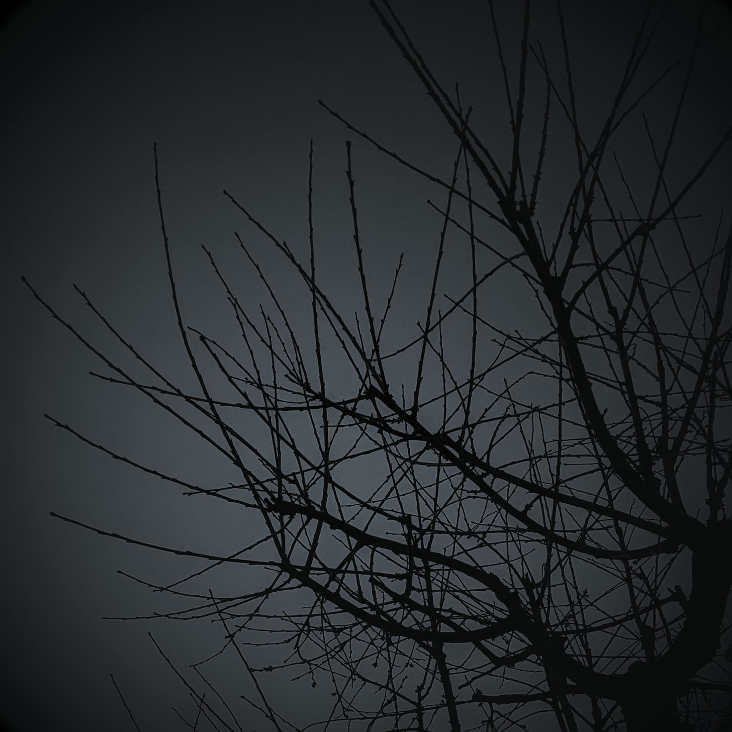 Bare branches against a dark sky.