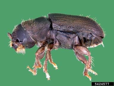 Forest Pests: Southern Pine Beetle (Dendroctonus frontalis) | University of  Maryland Extension
