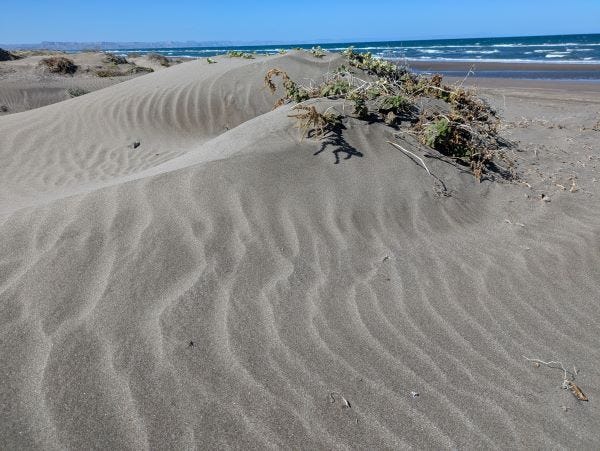 black and tan striped sand dunes with the blue sea and sky in the background, with plants sticking up here and there through the sand