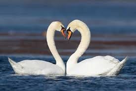 Do Swans Mate For Life? | Bird Spot