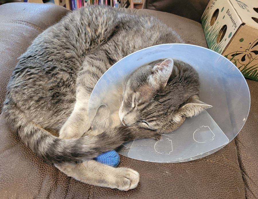 My grey tabby cat asleep on a recliner, wearing a plastic veterinary collar and curled up terribly cutely. His bandaged hind foot peeks out from under his tail and forepaws.