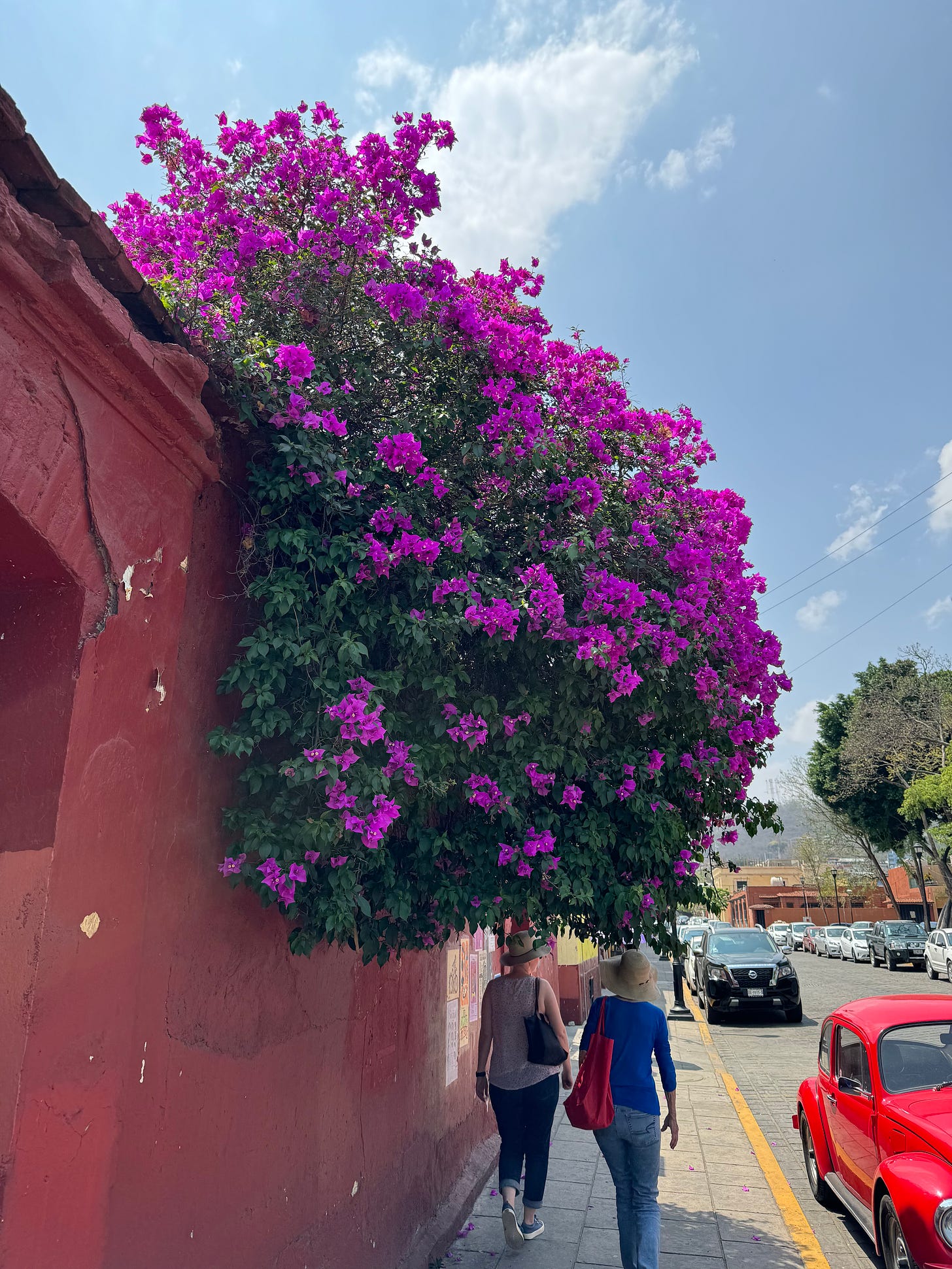 A flowering tree in Oaxaca.