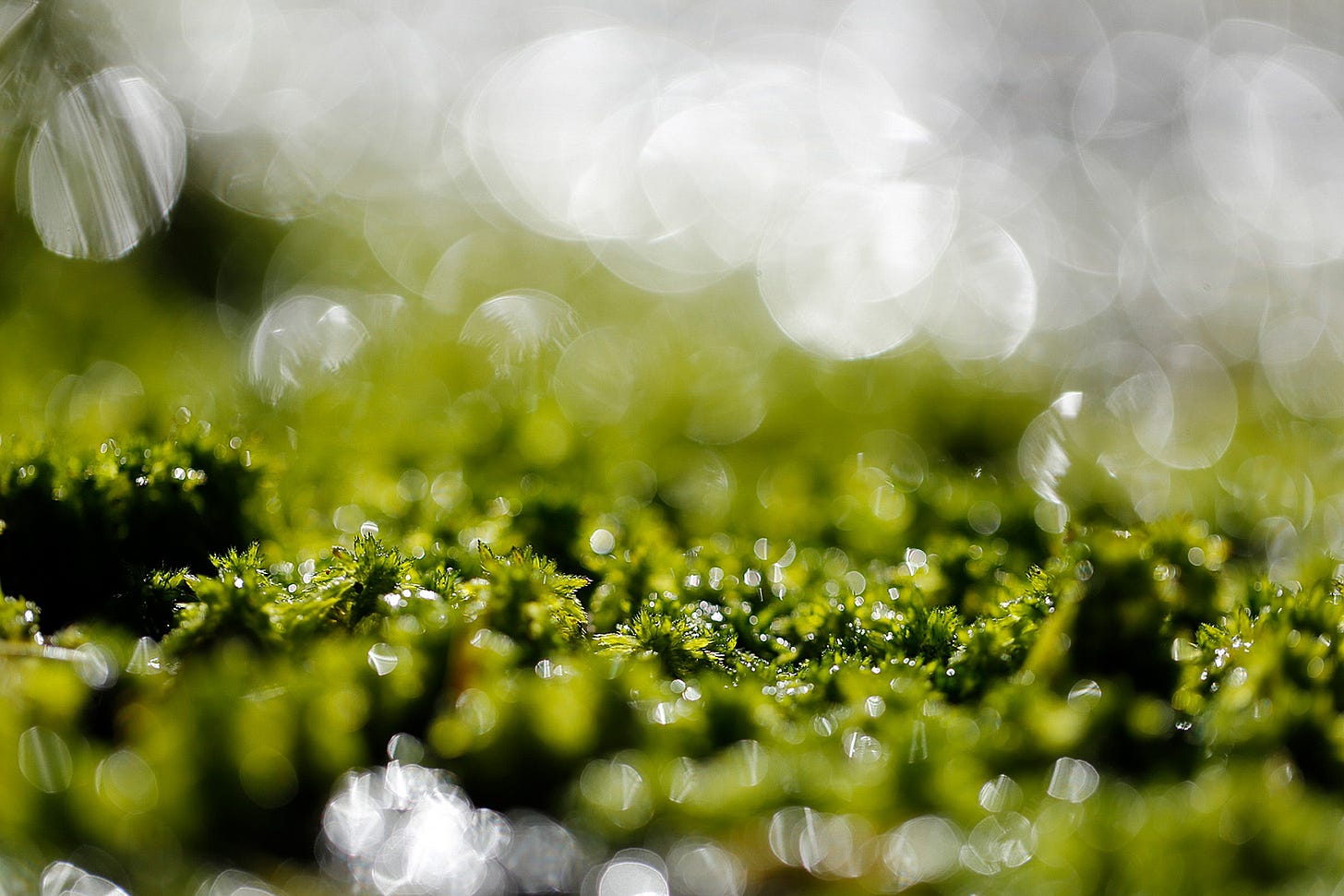 The warp and weft of a green sphagnum carpet floating in a wet flush
