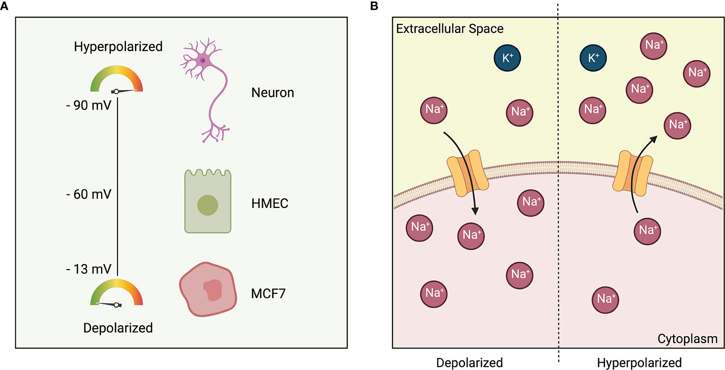 Frontiers | Bioelectric Dysregulation in Cancer Initiation, Promotion, and  Progression