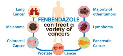 Fenbendazole for humans | Can a human take fenbendazole?