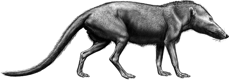 Pakicetus painting by Carl Buell. A slender, long nosed, furry mammal that scientists believe is the ancestor of whales, before it returned to the ocean. 