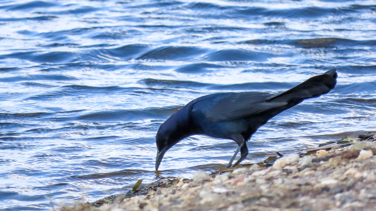 Boat tailed grackle near water
