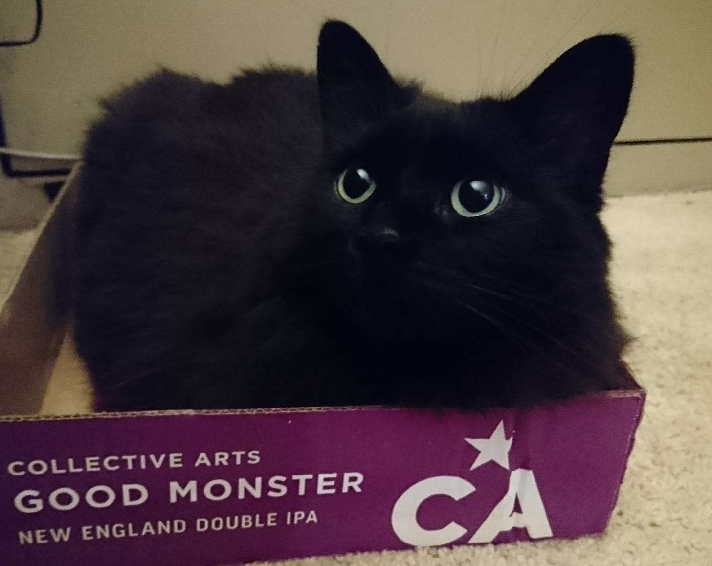 A cat sits inside of a flat which reads "good monster." The lighting causes the cat to be a silhouette, gazing upwards to the left with bright green eyes and a reflection on her nose as the only notable features.