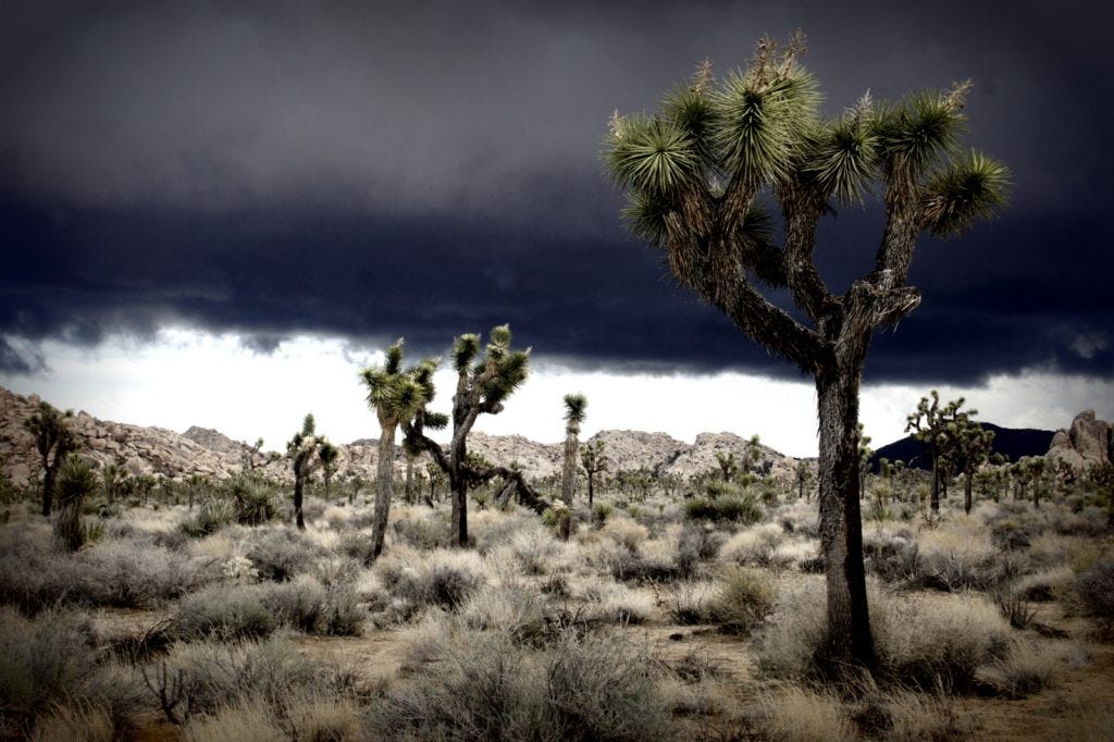 Bracing for a storm in the park.