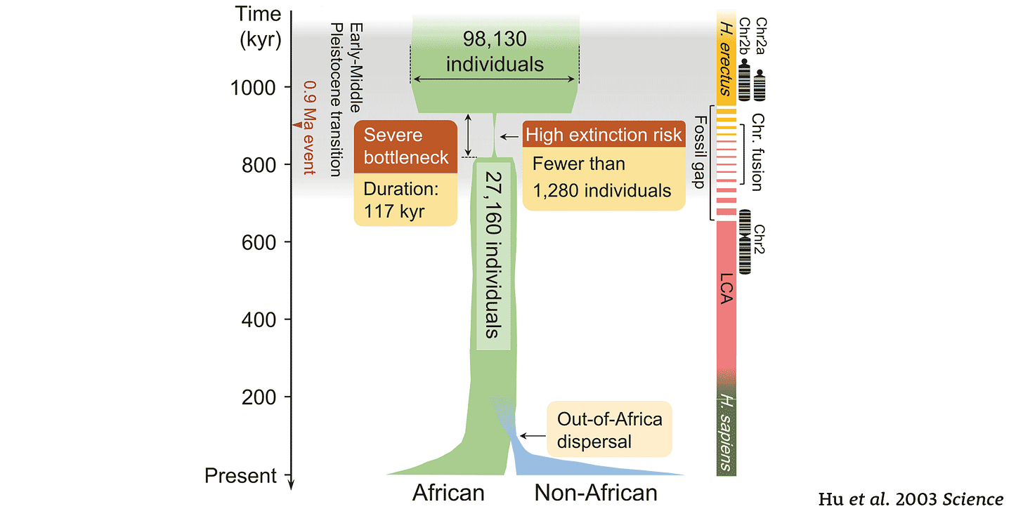 Population model showing ancient population sizes and bottleneck Population model showing ancient population sizes and bottleneck