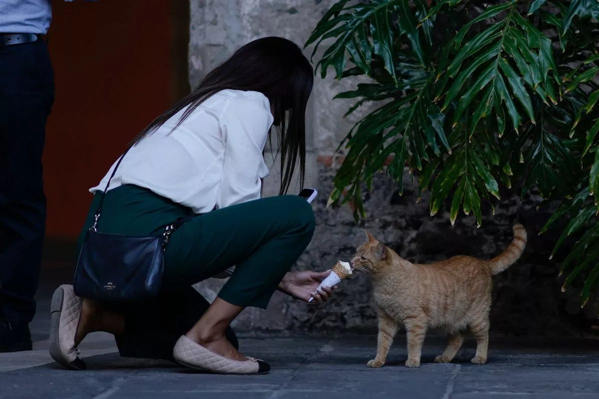 Cat licking ice cream from a cone offered by a kneeling woman