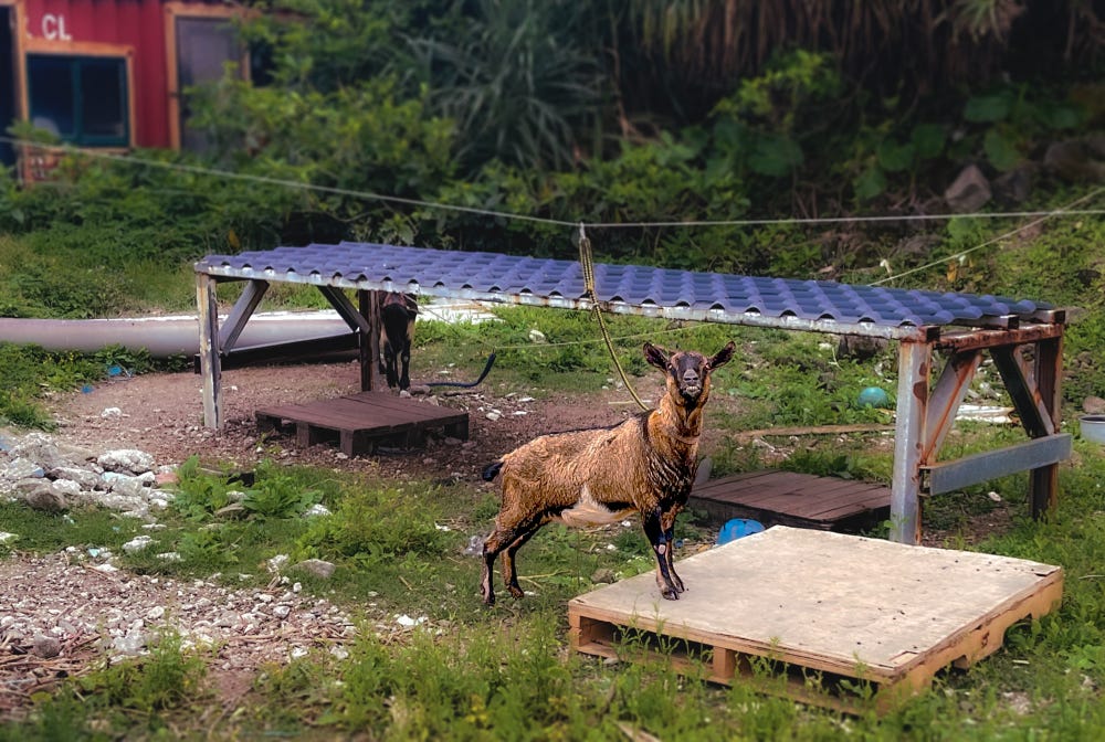 A goat standing in front of a sun shelter in a weedy lot on Taiwan’s Green Island