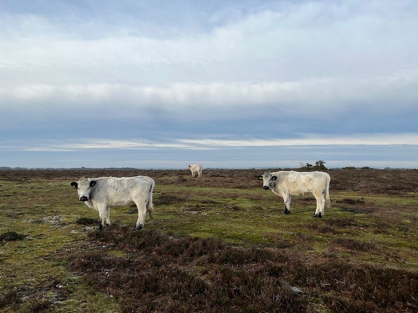 cows on a frosty morning