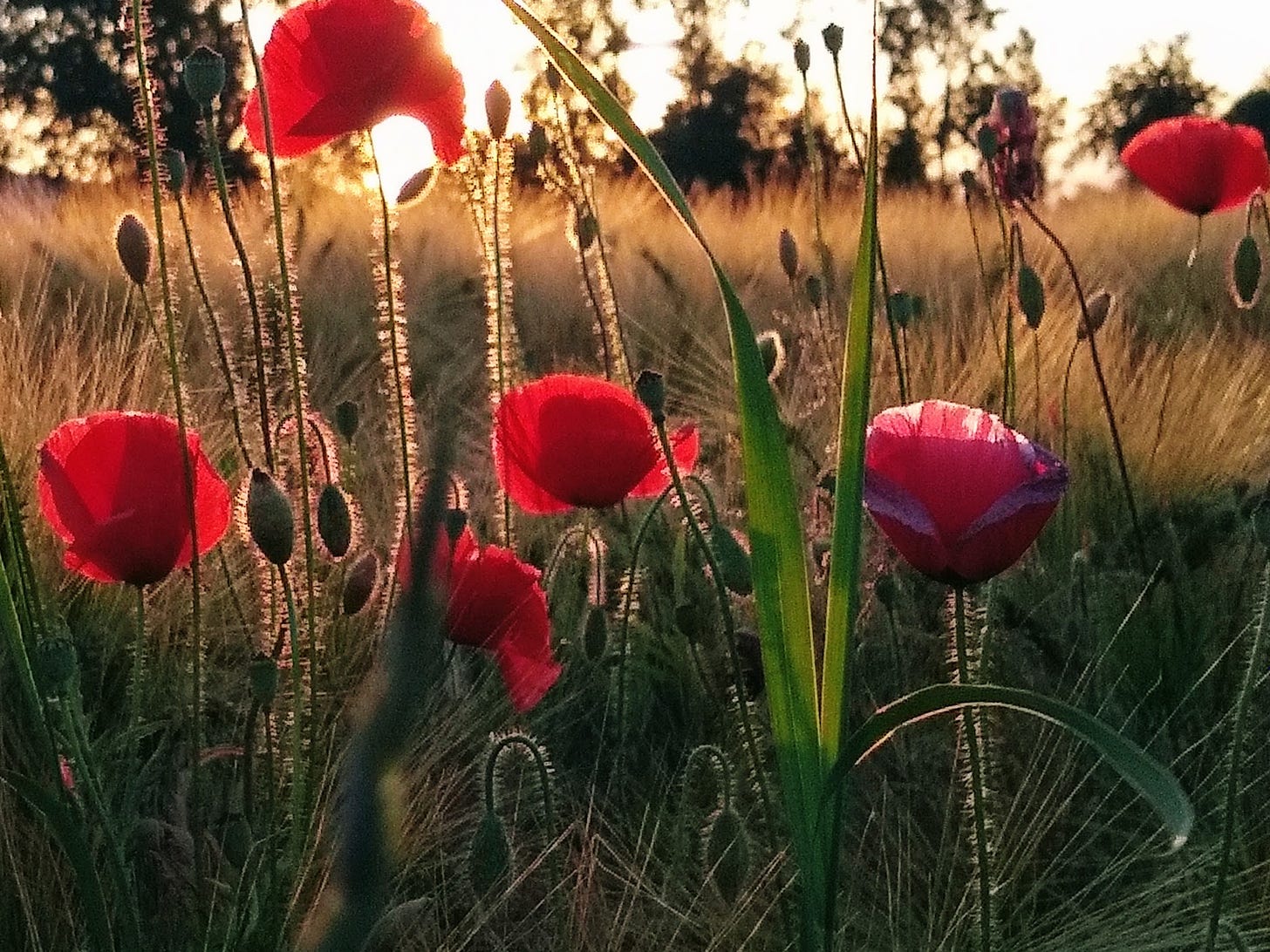 A clutch of red poppies in a wheat field are backlit by the setting sun.