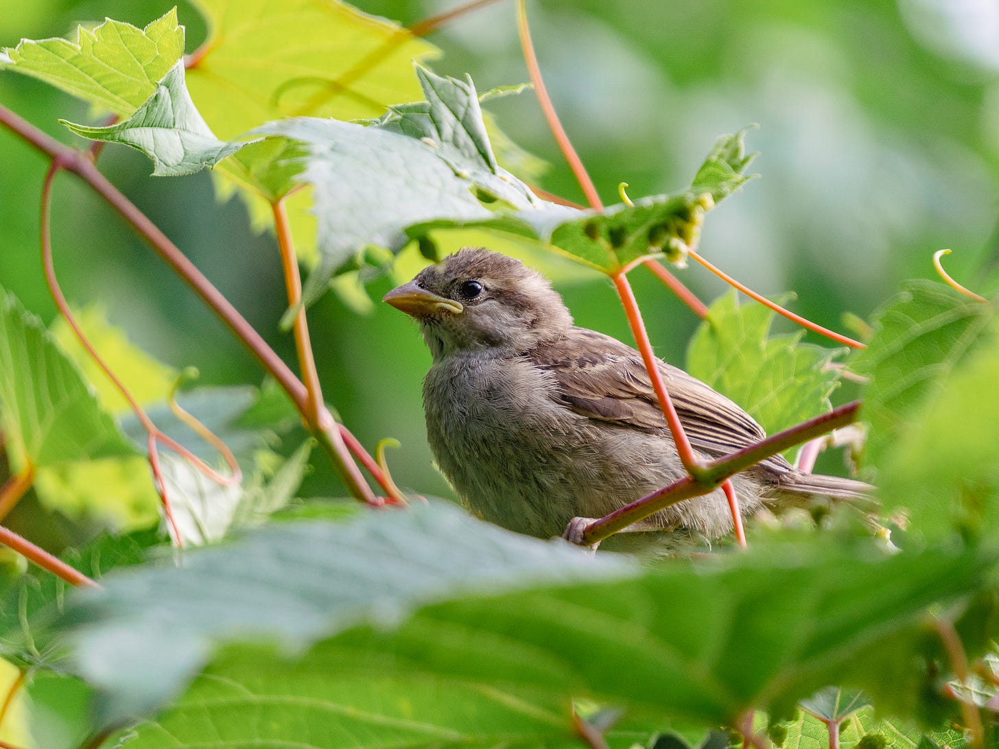 a brown house sparrow amongst reddish vines with green leaves