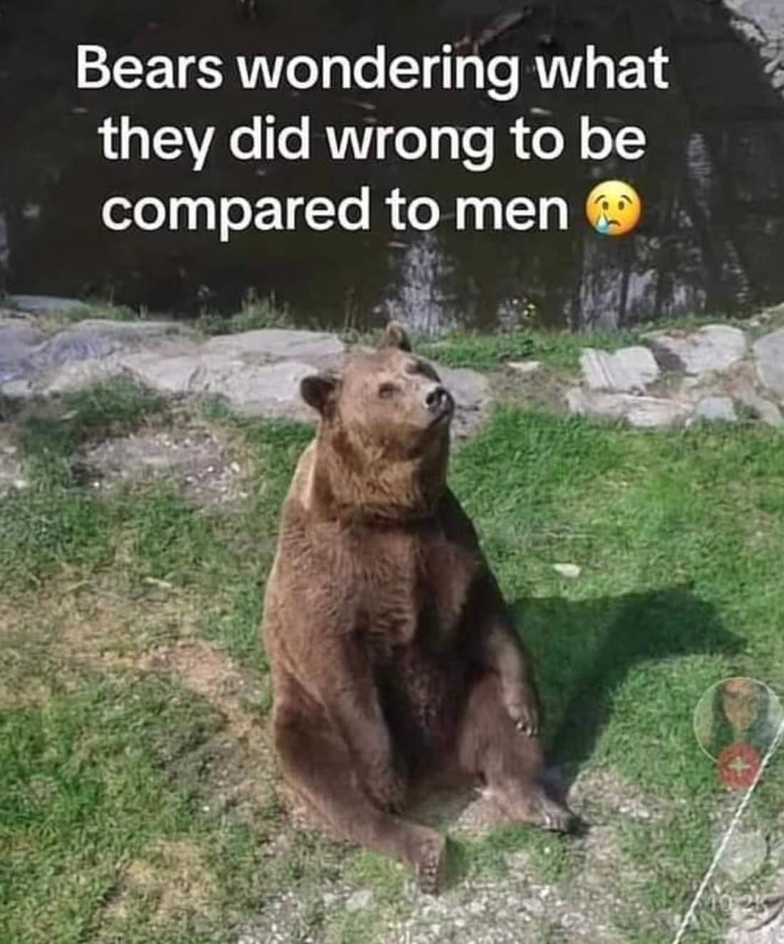 Sad bear, sitting in a meadow, with caption "Bears wondering what they did wrong to be compared to men"
