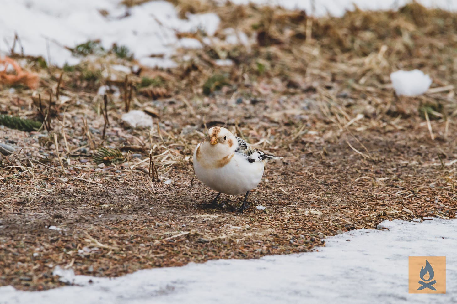 Non-breeding male snow bunting amidst gravel and snow