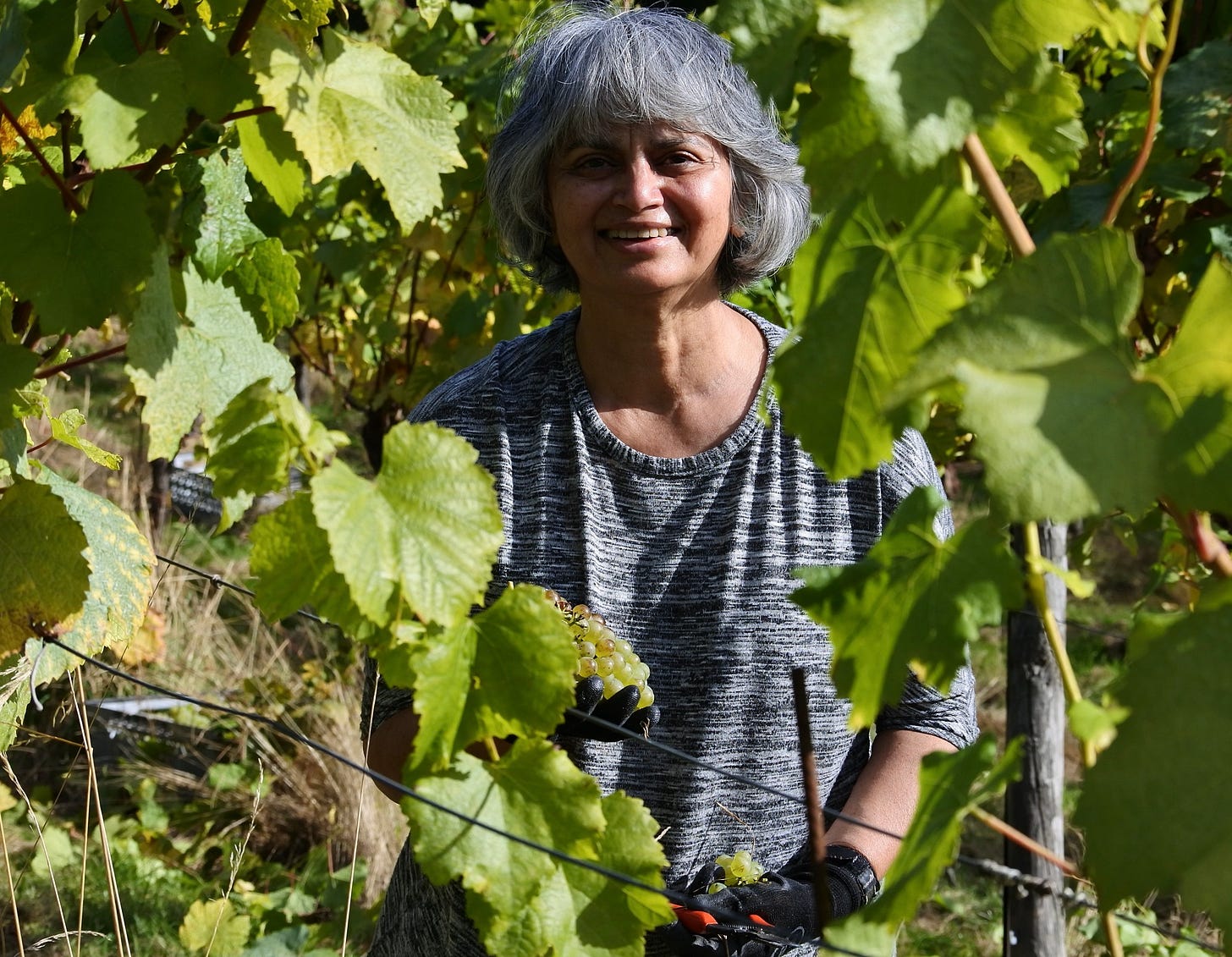 A volunteer amongst the vines