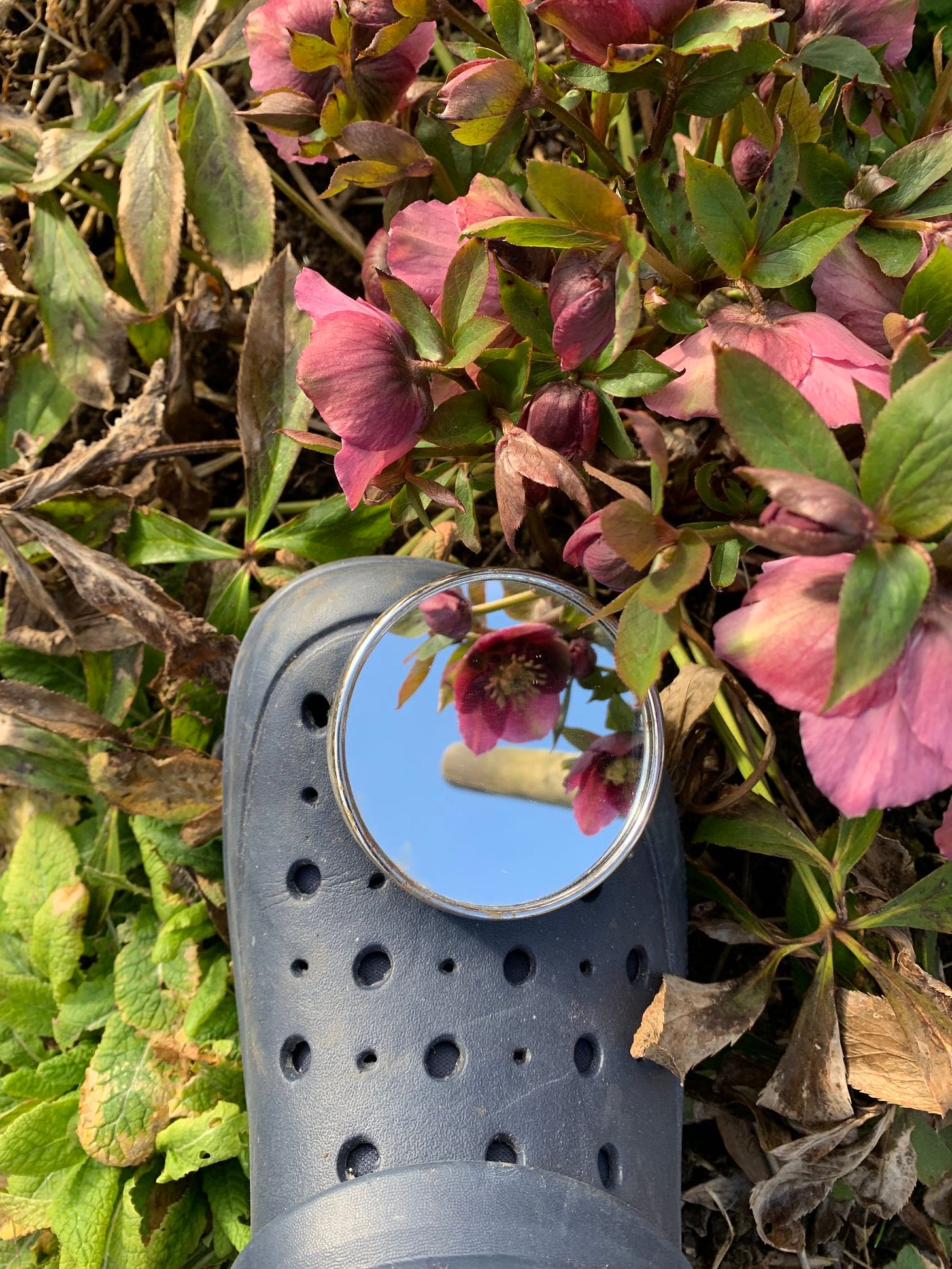 a black croc with a vanity mirror affixed to it, pointing at a pink flower