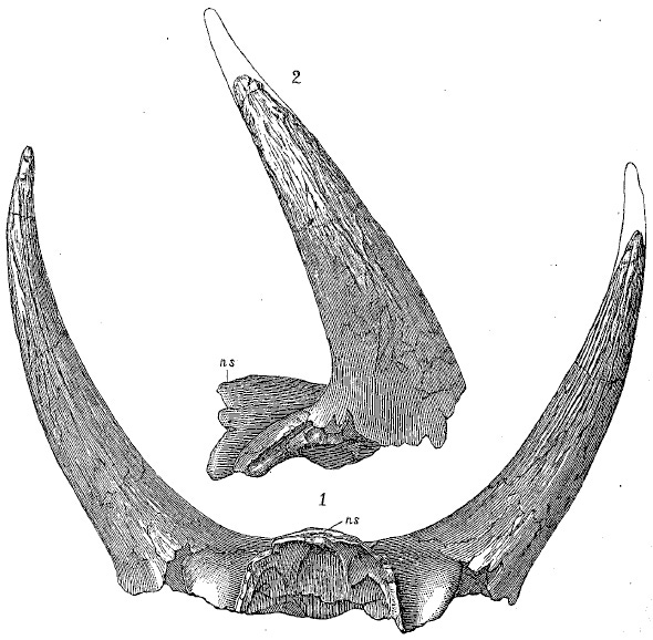 Illustration of specimen YPM 1871E, the horn cores that were erroneously attributed to Bison alticornis, the first named specimen of Triceratops