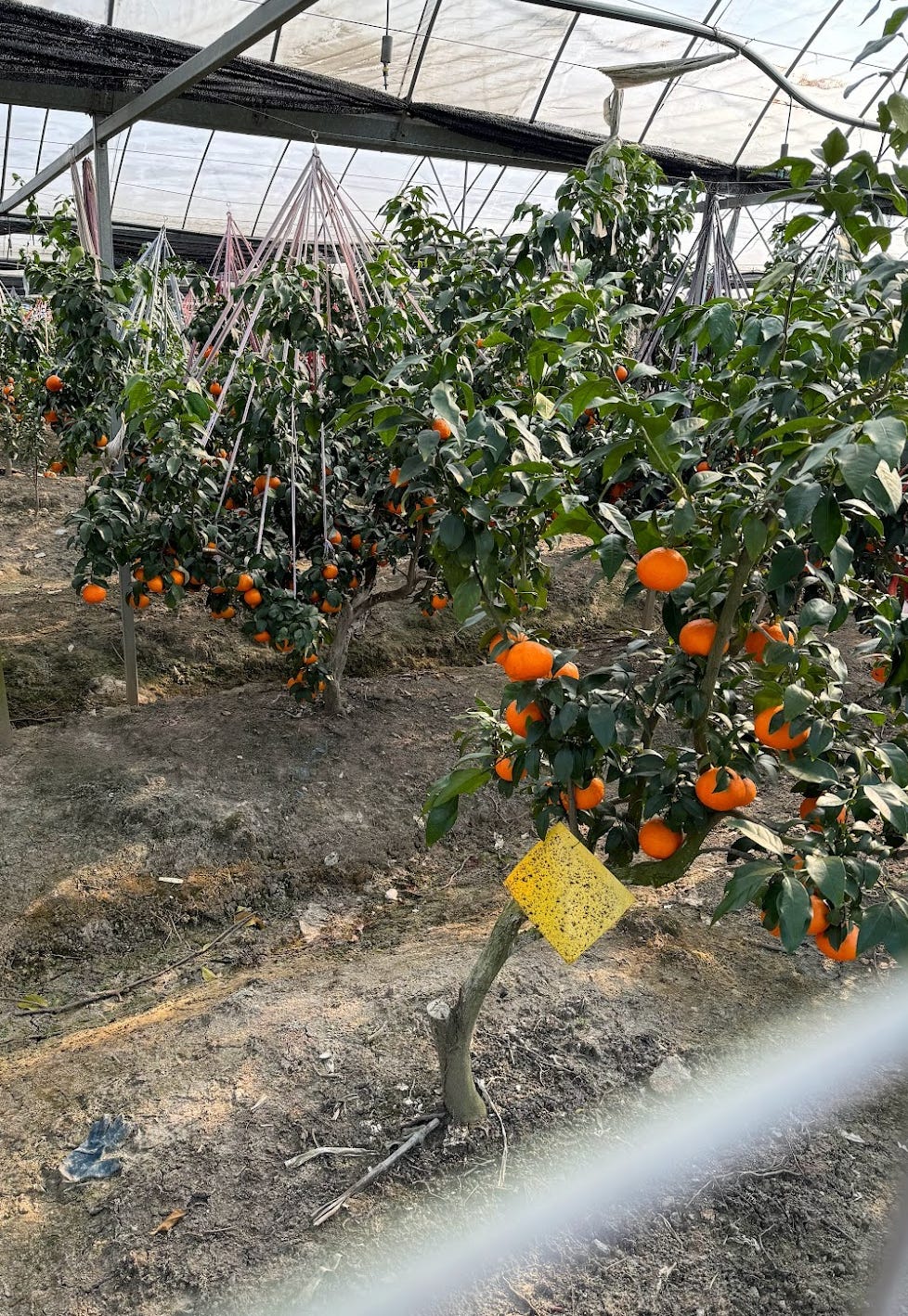 Oranges with branches held up by rope