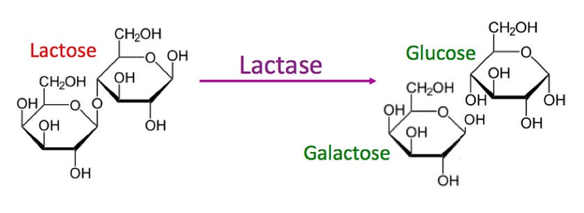 Lactose is cleaved into glucose and galactose by the lactase enzyme.