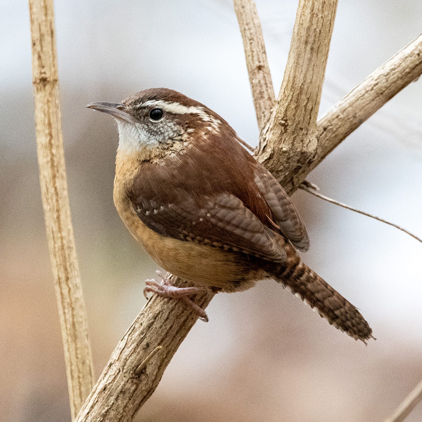 A close-up of a Carolina wren in profile, with its bold white supercilium and its barred wings and tail visible
