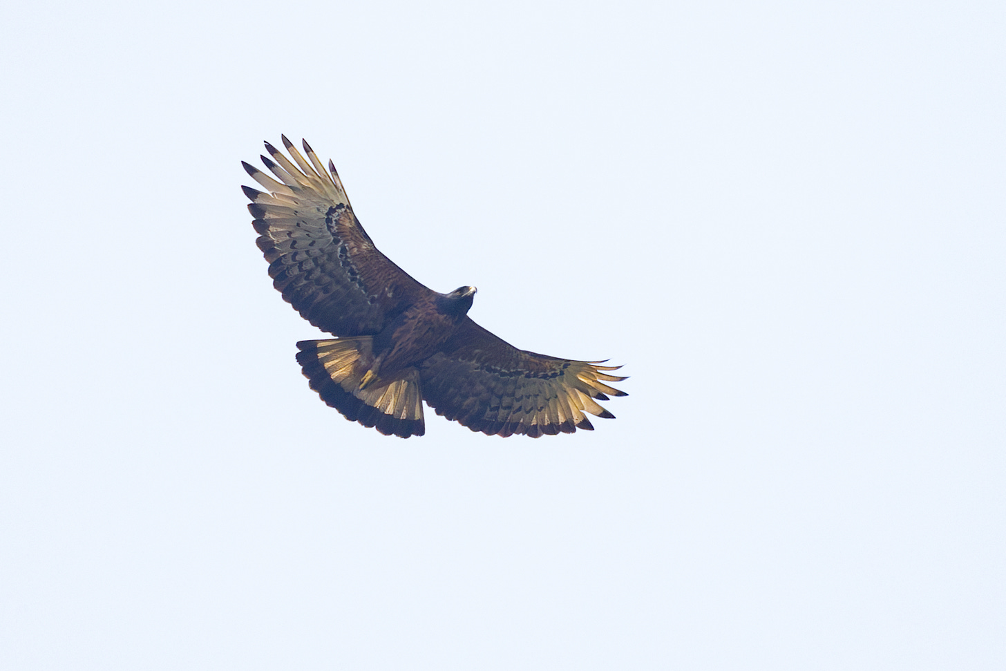 aan eagle soaring against a white sky with a chestnut belly, black head, big fanned tail with black band. its wings are open and curved slightly up.